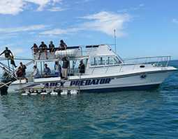 Great White Shark Surface Viewing & Cage Diving Trips